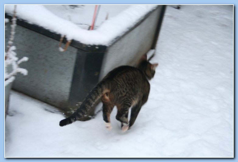 Arnhem Snow 067